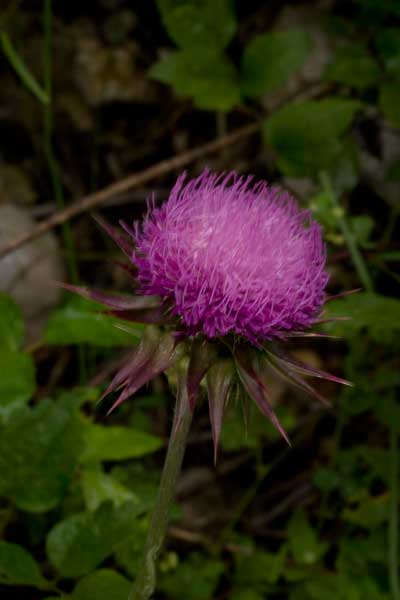 Pianta del Lazio - Carduus nutans sl.